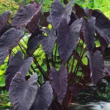 Maybe you would like to learn more about one of these? How To Grow Taro Gardening Advice The Guardian