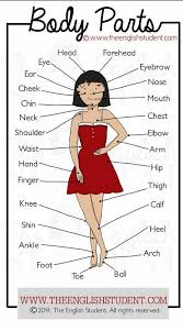 Cuerpo English Vocabulary English Vocab Learn English