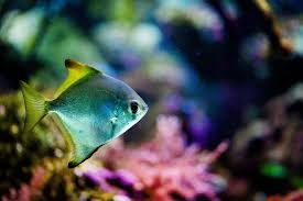 Birch Aquarium At Scripps Institution Of Oceanography Our Stunning Diamondfish Have Quadrupled In Size Since Arriving Here At Birchaquarium Lajolla Socal Thingstodosd Birch Aquarium Aquarium Fish Fish Pet