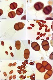 Image result for Lycium schizocalyx