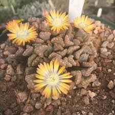 Image result for Xerophyta schlechteri
