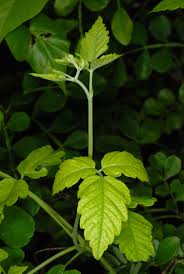 Image result for Cardiospermum corindum