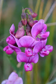 Maybe you would like to learn more about one of these? Sweet Peas Flower Types How To Plant Grow And Care Florgeous