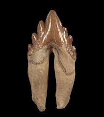 Originally mistaken for dinosaur fossils (hydrarchos), whale bones uncovered in recent years have told us much about the behemoth sea creatures. Fossil Whale Teeth Fossils For Sale Buried Treasure Fossils