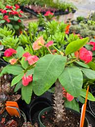 Image result for Euphorbia