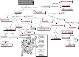Kingdom Protista Concept Key Concept Map Biology Worksheet Map Worksheets