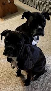 Black And White Boxer Puppies For Sale In California Pin By Angel Eversole On Animal Boxer Puppies Boxer Dogs Black Boxer Puppies