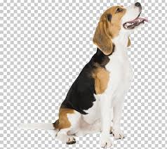 Aussehen bilder charakter geschichte züchter vereine verfügbare welpen jetzt informieren! Harrier English Foxhound Beagle American Foxhound Grand Anglo Francais Tricolore Png Clipart American Foxhound Background Basset
