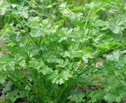 Our holistic medicine delivers transformational results. Glatte Petersilie Petroselinum Crispum Apiaceae Naturkrautergarten