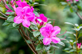 Unlike basagran t/o, contact of sedgehammer with the foliage of any ornamental plant should be avoided. How To Select Grow And Care For Azaleas