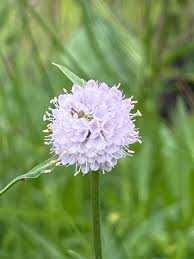 Image result for Bolusiella fractiflexa