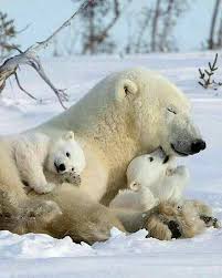 Epingle Par Ner Sur Pole Animals Kutuplarda Yasayan Hayvanlar Animaux Bebes Animaux Mignons Photos Animaux Sauvages