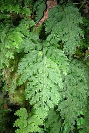 Image result for Hymenophyllum capillare