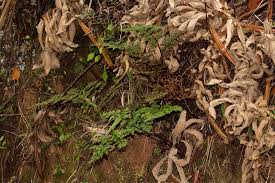 Image result for Cheilanthes quadripinnata