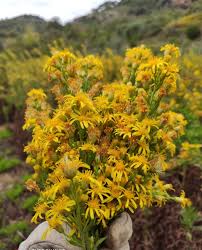 Il rhamnus alaternus, meglio conosciuto con il nome di alaterno, è un arbusto sempreverde della famiglia delle rhamnaceae molto diffuso nella flora spontanea della macchia mediterranea. Francesco Autore Presso Francescoattanasiomath