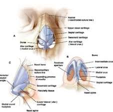 Body Parts Noses