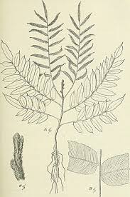 Image result for Lomariopsis guineensis