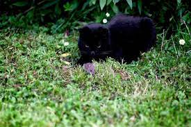 The threat posed to crop production by plant pests and diseases is one the key factors that could lead to a perfect storm that threatens to destabilise it is an unfortunate fact too that despite a general consensus on the threats from pests and diseases to global production, actual monitoring and. Pet Safe Pest Control Is It Possible Lone Tree Veterinary Medical Center