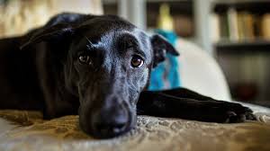 Easy tutorial to turn the word dog into a dog drawing! Dogs Can T Help Falling In Love The New York Times
