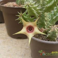 Image result for Huernia verekeri