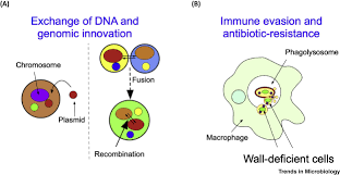 Animal cells cells without walls answers. Cell Wall Deficiency As A Coping Strategy For Stress Trends In Microbiology