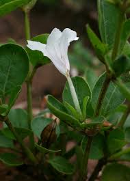 Image result for Ruellia patula