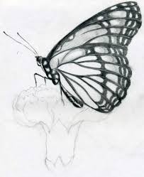 Butterflies And Flowers Drawing Images Pictures Drawings Sketches Nature Drawing I start by establishing the it is easier to darken from there than to try and lighten. butterflies and flowers drawing images