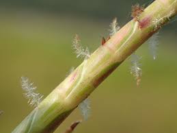 Image result for Hemarthria natans