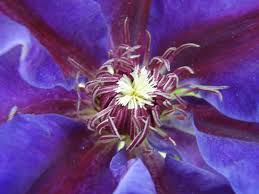 Check spelling or type a new query. Baumschule Eggert Blutenstraucher Baumschulen Heckenpflanzen Clematis Wildfire Clematis Wildfire Direkt Vom Pflanzenversand Der Markenbaumschule Bestellen