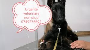 Farmaciile dona sunt printre cele mai apreciate din romania, cu o traditie de peste 20 de ani si o distributie echilibrata, la nivel national. Urgente Veterinare Non Stop Iasi Home Facebook