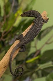 Two Rare Reptile Species Native To Two Delicate Island Ecosystems The Black Tree Monitor Pictured Native To The Aru Islands Of Lizard Reptiles Cute Reptiles
