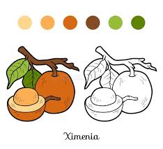Image result for Ximenia