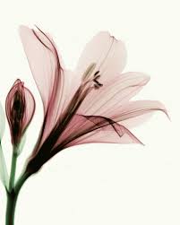 X Ray Flowers Downloadable Ray Flower By Coopr On Deviantart Xray Flower Xray Art Lily Flower