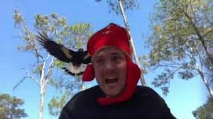 This aggression has earned magpies a formidable reputation in australia, where the black and white bird with the sharp bill reaches about 40 centimeters (15 inches) long. The Magpie Attack Experiment Youtube