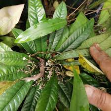 It is also helpful in treating skin diseases and reduces the inflammation. Kacip Fatimah Labisia Pumila Keluarga Primulaceae Siti Fatimah Selusuh Fatimah Famili Myrsinaceae Shopee Malaysia