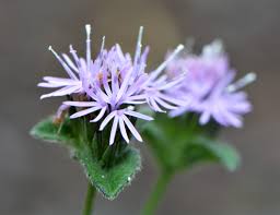 Image result for Elephantopus