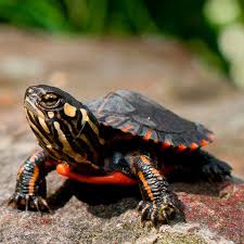 Baby Eastern Painted Turtles For Sale Beautiful Markings Active Feeding Amp Healthy Shipping Via Ups Air S Turtle Painting Slider Turtle Turtles For Sale