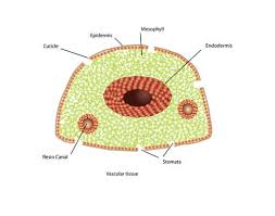 Xylem cells are transport cell in vascular plants. Leaf Structure And Function Advanced Read Biology Ck 12 Foundation