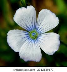 Image result for Linaceae