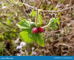 Image result for Cucumis maderaspatanus