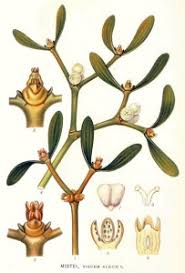 Image result for Agelanthus sansibarensis