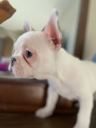 Visit us now to find the right french bulldog for you. French Bulldog For Sale In Oakland County 13 Petzlover