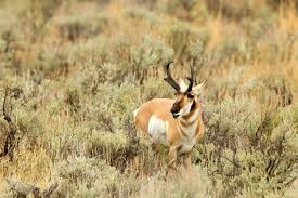 This pushes hunters out of their comfort zone and teaches them to think outside the box. Wyoming Pronghorn Antelope Hunting Qrs Ourdoor Specialties