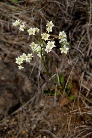 Image result for Alepidea