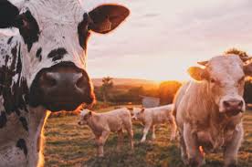 Cow Cows Cattle And Farm Hd Photo By Stijn Te Strake Stijntestrake On Unsplash Animals Cow Cattle