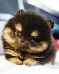 Americanlisted features safe and local classifieds for everything you need! Teacup Cats For Sale Chicago Petfinder
