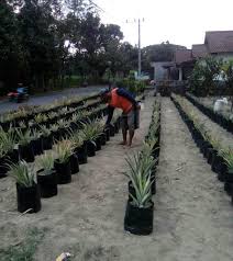 Cara menanam nanas ada 2 cara pertama dari anakan tunas, kedua dari mahkota nanas, di vidio ini saya menanam dari. Berita Tv Malaysia Begini Cara Tanam Nenas Dalam Polybag Supaya Berbuah Cepat Dan Besar