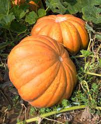 If pumpkins grow in your locality and it is the pumpkin growing season, pumpkins will be fairly cheap, as they are easy to grow. Where Do Pumpkins Grow Just About Anywhere