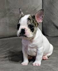 Black And Tan Merle Frenchie Akc French Bulldog Merle Pied Male Puppy Frenchieforsale Frenchie4sale Frenchbulldogforsale Frenchbulldog Frenchie Bulldog Puppies French Bulldog Bulldog