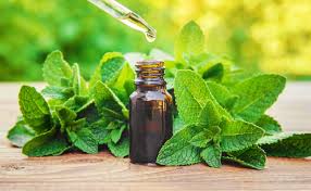 Image result for Peppermint Oil